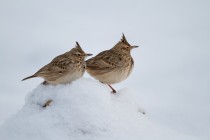 00615-Crested_Lark