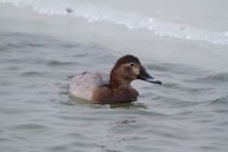 00616-Common_Pochard