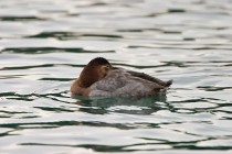 00617-Common_Pochard