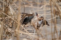 00618-Water_Rail_Little_Grebe