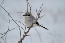 00619-Great_Grey_Shrike