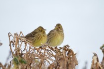 00620-Yellowhammer