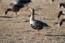 00621-White-fronted_Geese