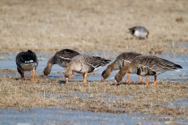 00622-White-fronted_Geese