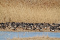 00623-White-fronted_Geese