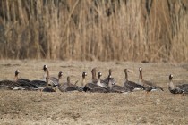 00624-White-fronted_Geese