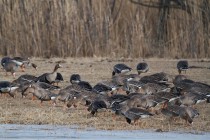 00625-White-fronted_Geese