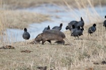 00626-Coypu_Eurasian_Coot