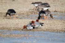 00627-Eurasian_Wigeon_White-fronted_Geese