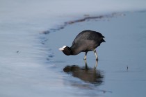 00628-Eurasian_Coot