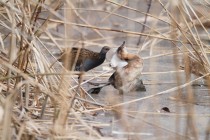 00630-Water_Rail_Little_Grebe