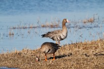 00631-White-fronted_Geese