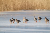 00632-White-fronted_Geese