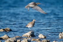 00633-Eurasian_Curlew