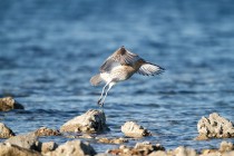 00634-Eurasian_Curlew