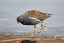 00635-Moorhen