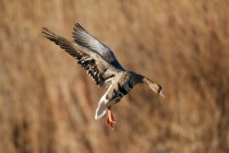 00637-White-fronted_goose