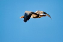 00638-White-fronted_Goose