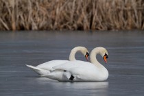 00640-Mute_Swans