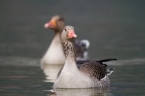 00641-Greyleg_Goose