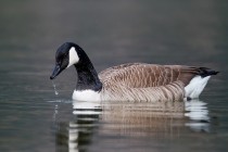 00642-Canada_Goose