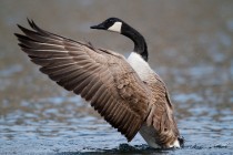 00643-Canada_Goose