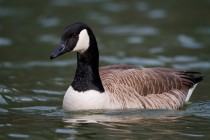 00644-Canada_Goose