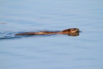 00645-Muskrat