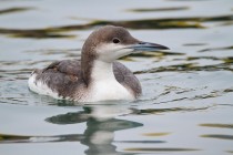 00647-Black-throated_Loon