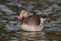 00648-Greylag_Goose