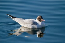 00649-Black-headed_Gull