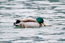 00650-Mallards