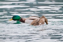 00652_Mallards