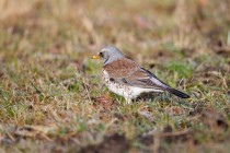 00653-Fieldfare