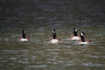 00654-Canada_Geese