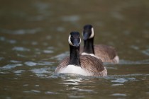 00655-Canada_Geese