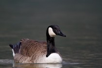 00656-Canada_Goose