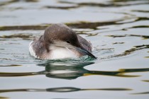 00658-Black-throated_Loon