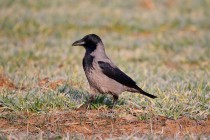 00659-Hooded_Crow