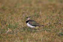 00660-Northern_Lapwing