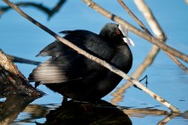 00661-Eurasian_Coot