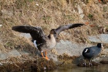 00662-Tundra_Bean_Goose_Eurasian_Coot