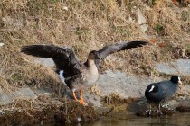 00662-Tundra_Bean_Goose_Eurasian_Coot