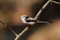 00663-Long-tailed_Tit