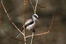 00664-Long-tailed_Tit