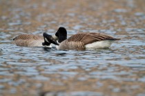 00668-Canada_Geese