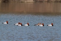 00670-Common_Pochard