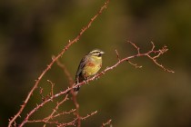 00671-Cirl_Bunting