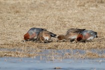 00672-Eurasian_Wigeon_O