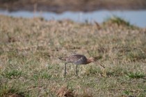 00673-Black-tailed_Godwit